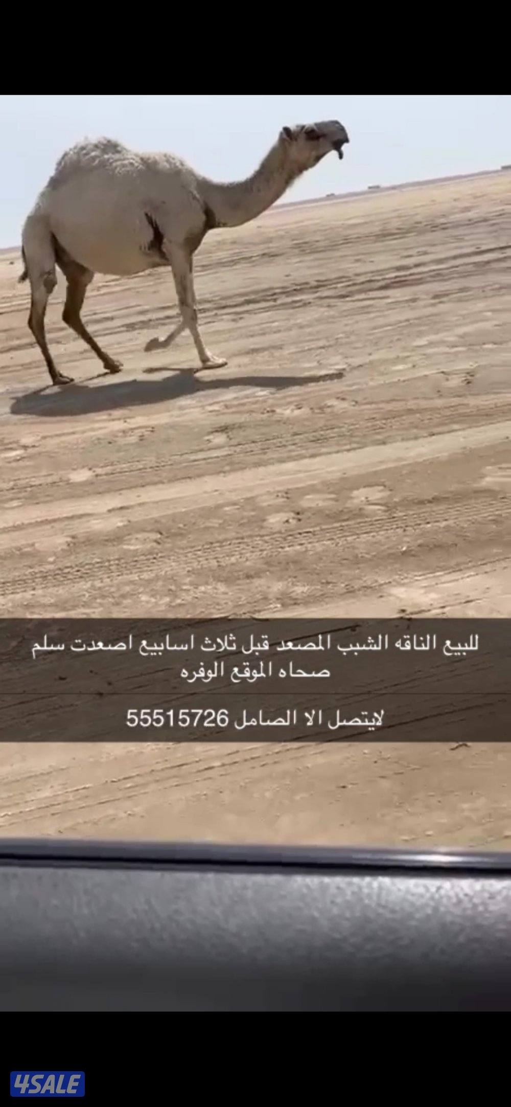 إعلان عن مطبخ مجهز كامل بروفيشنال 80 متر دور ارضي