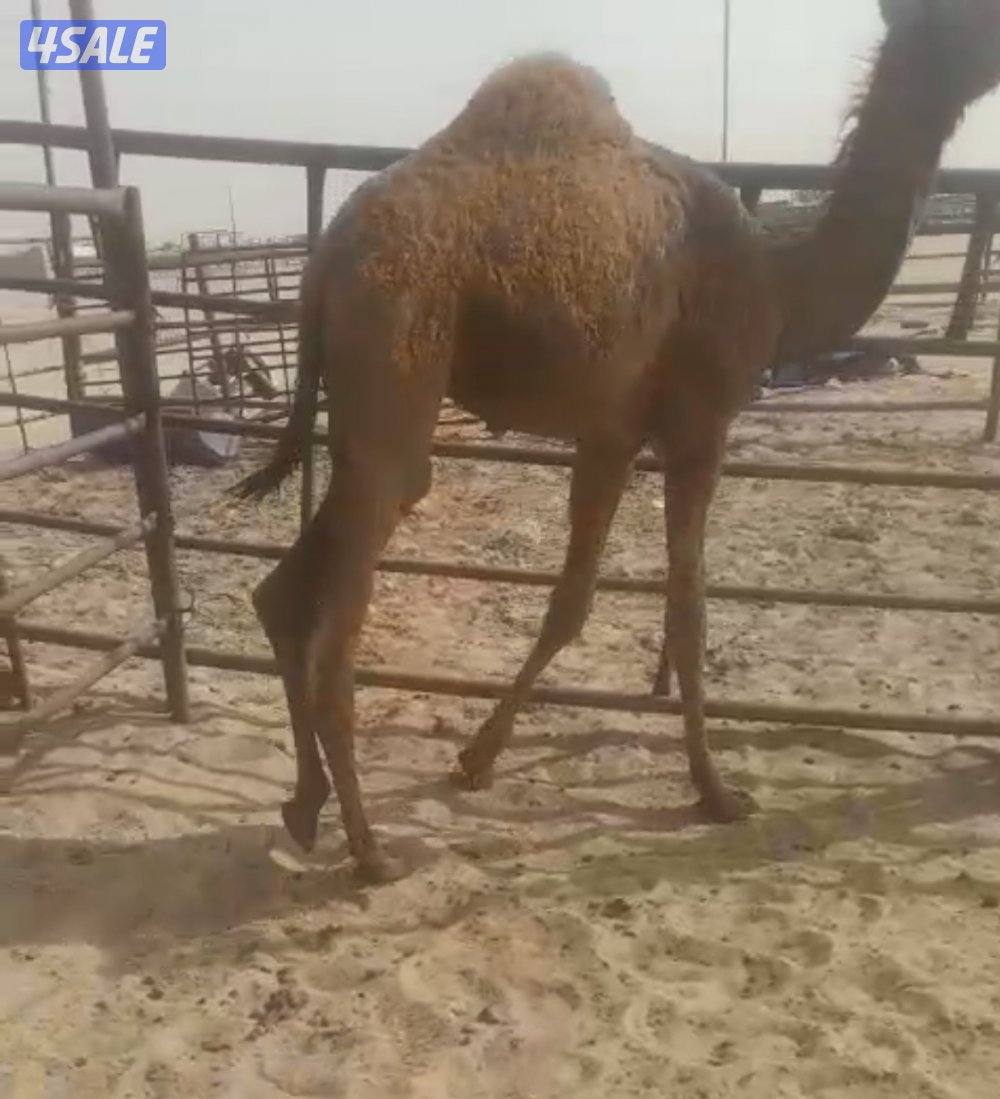 إعلان عن كامري GLE