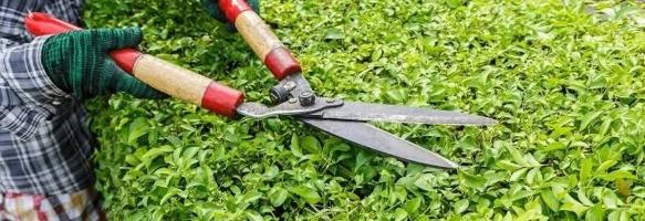 إعلان عن تنسيق وصيانه الحدائق وتركيب شبكات الري