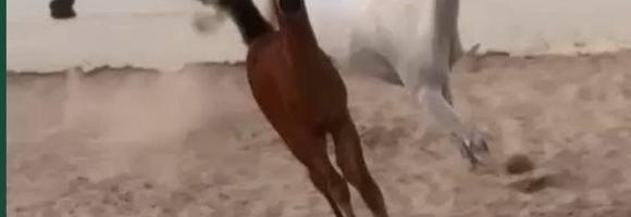 إعلان عن فرس مصرية مع المهر